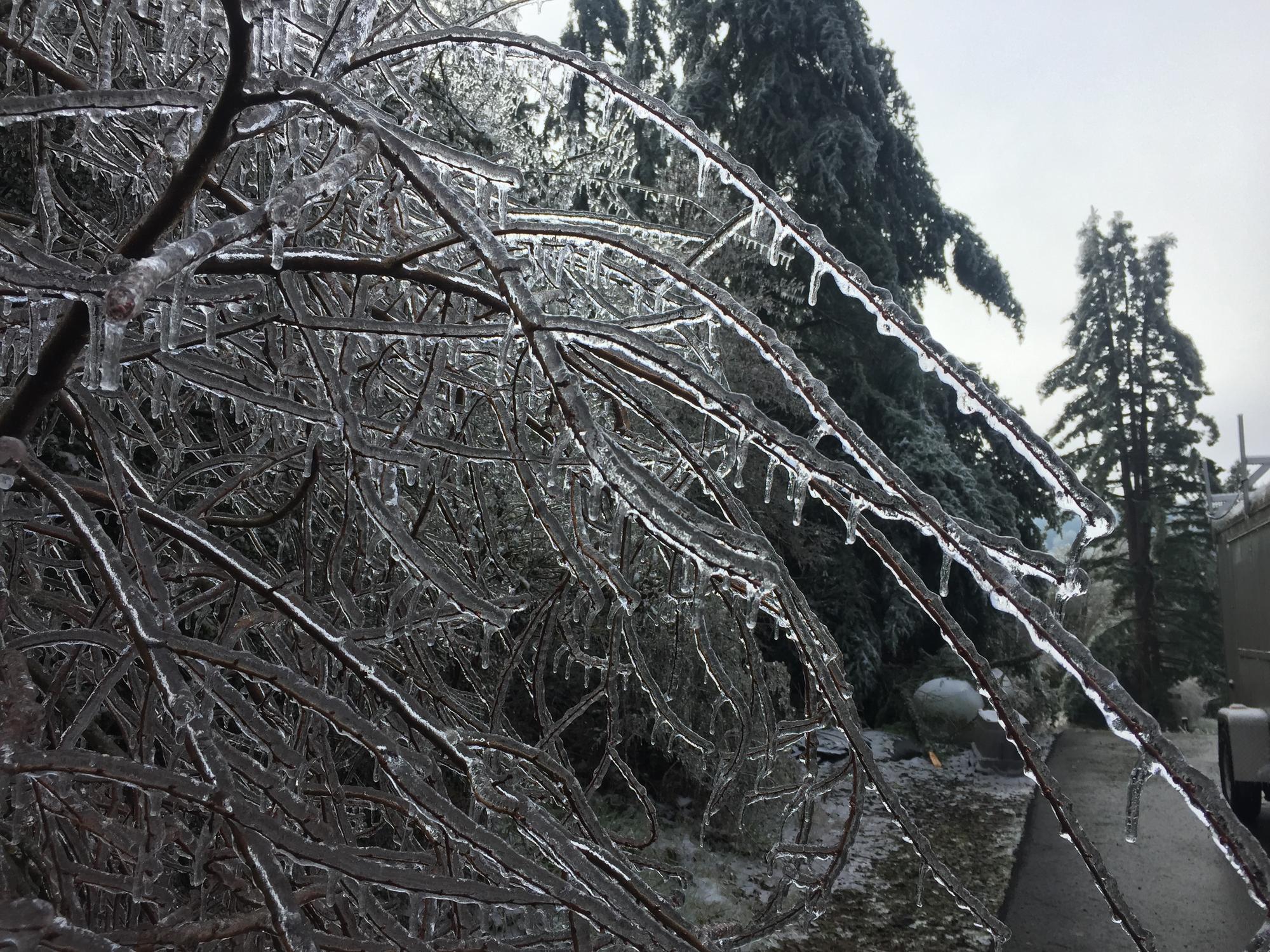 A closeup view of a portion of a tree encased in ice.