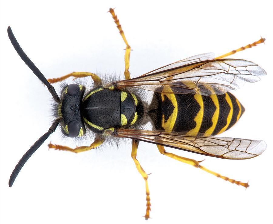 Top view of a yellowjacket