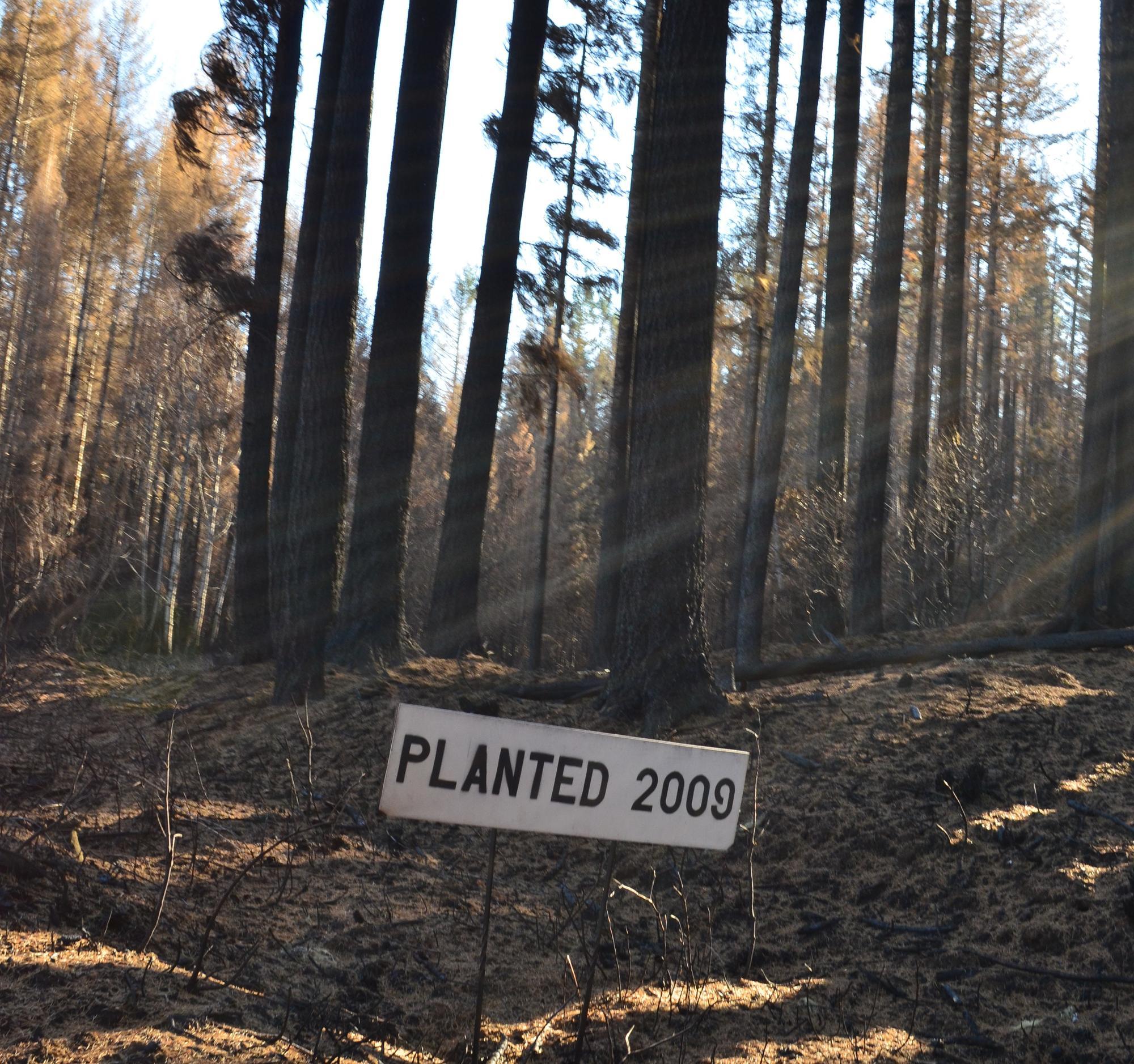 A sign reading "Planted 2009" stands in cleared forest area with mature trees in the background.
