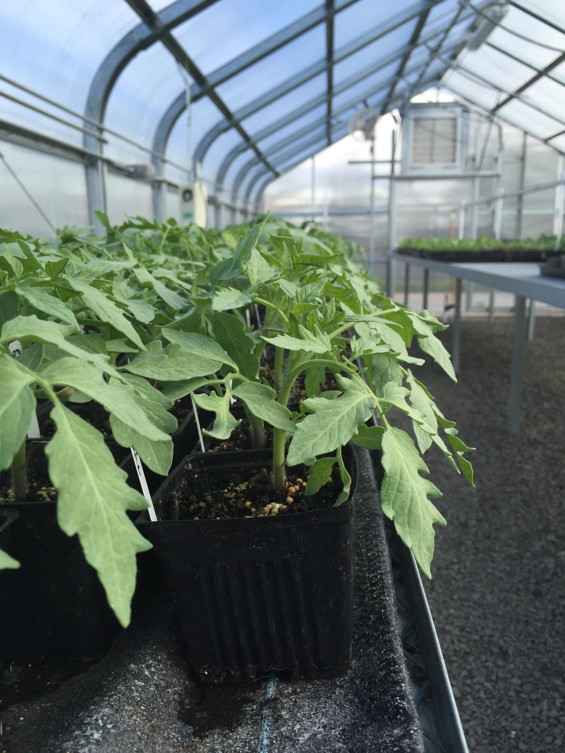 Tomato plants growing in a green house.