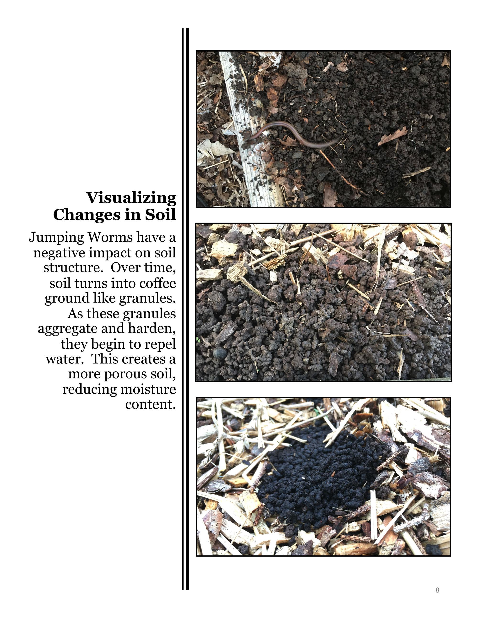 Soil impact of Jumping Worm