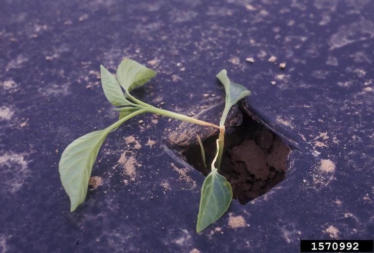 Recently transplanted pepper is sunburned at the lower stem, girdling plants.