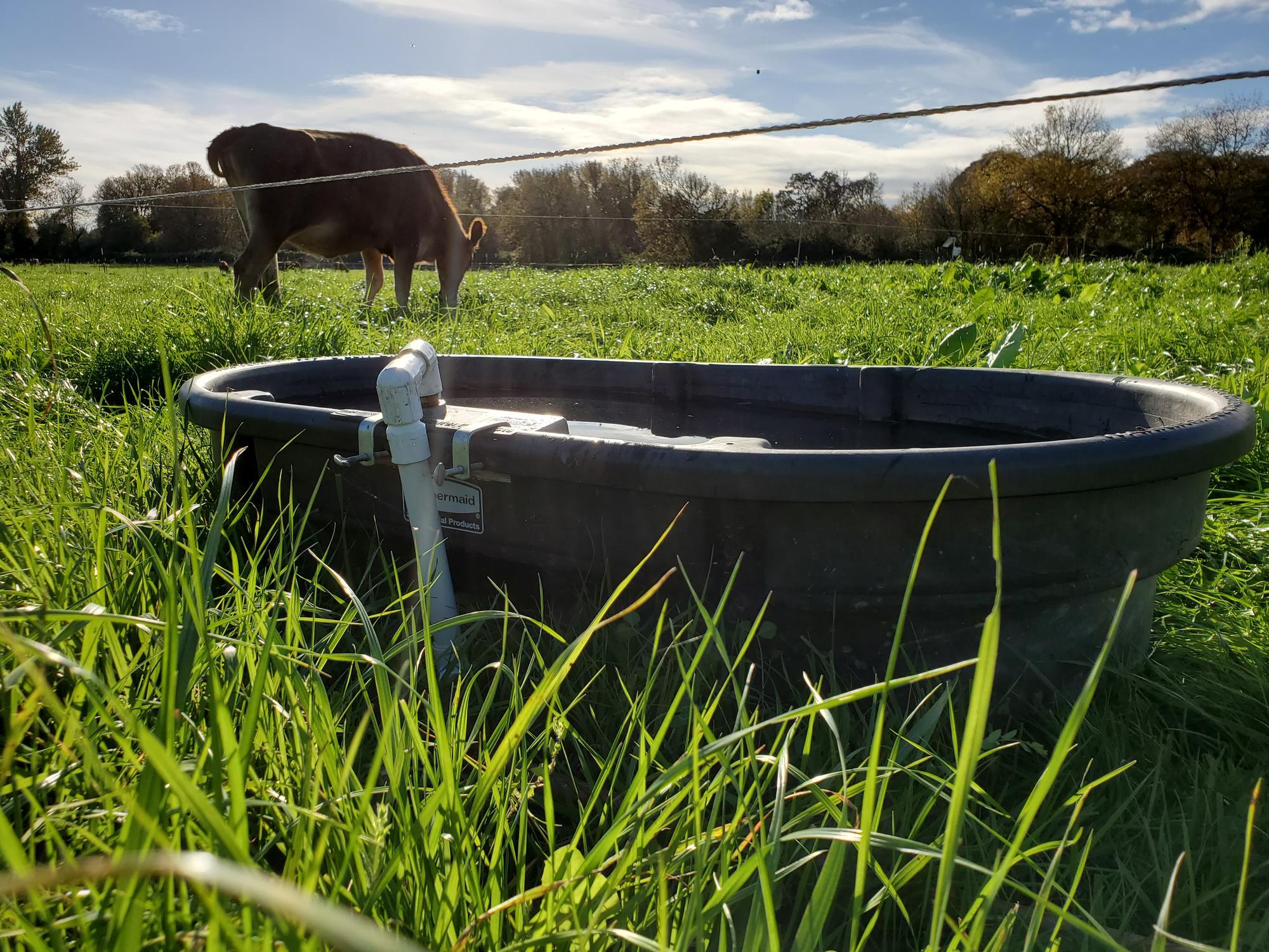 A dairy heifer grazes in a pasture with a water trough in the foreground.