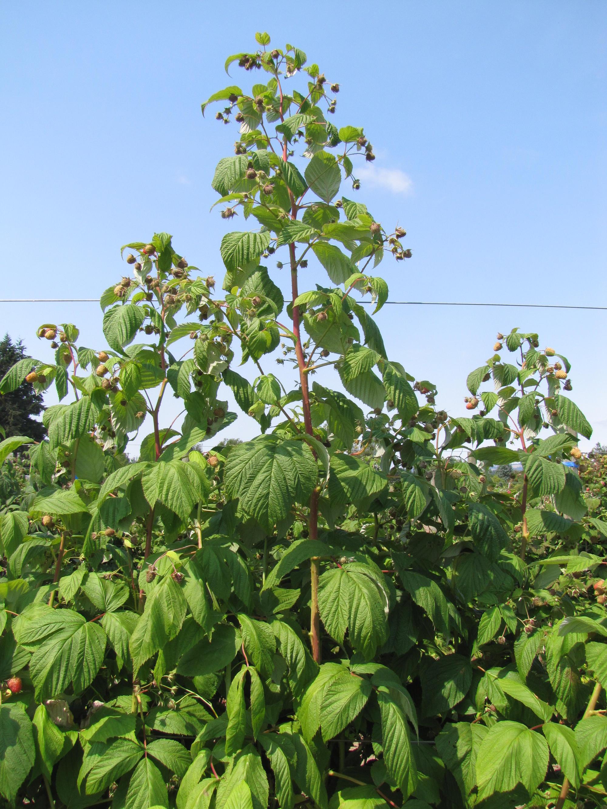 red raspberry in summer showing fruit developing at the tip of primocanes.