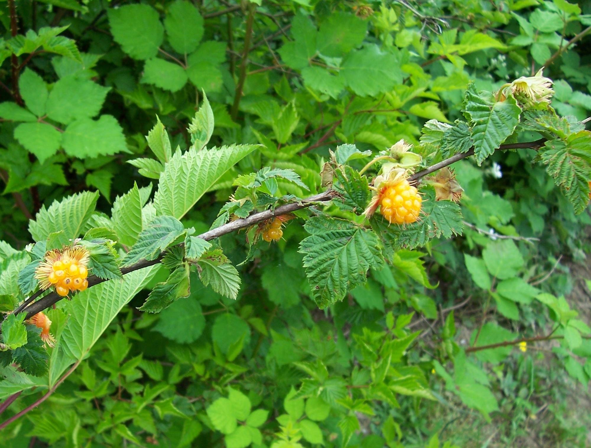 native salmonberry raspberry showing immature fruit