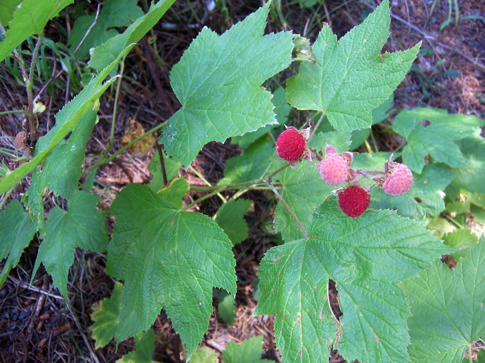 Native thimbleberry raspberry fruiting