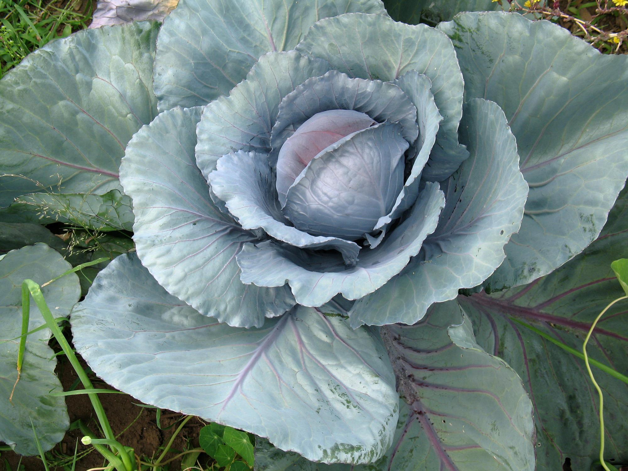 cabbage that has formed a head