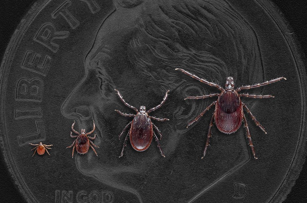 All life stages of the western blacklegged tick, Ixodes pacificus. Dime in background for scale.