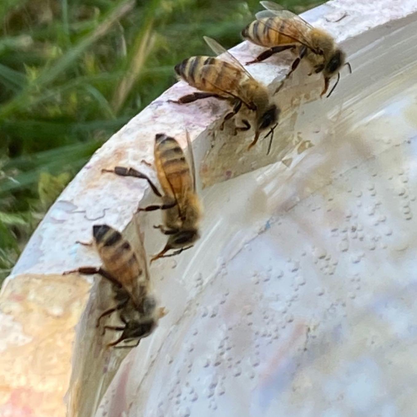 Four honey bee workers are shown on the edge of a shallow water bowl. Each has its tongue (proboscis) extended to collect water.