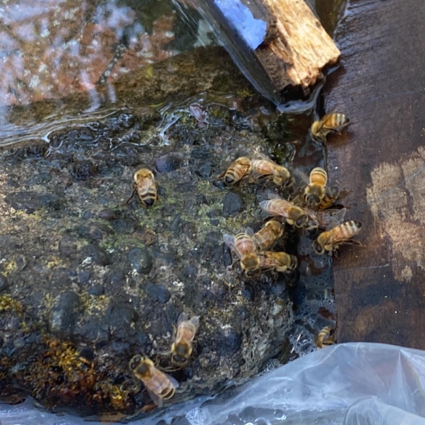 Honey bee workers are shown gathering water.
