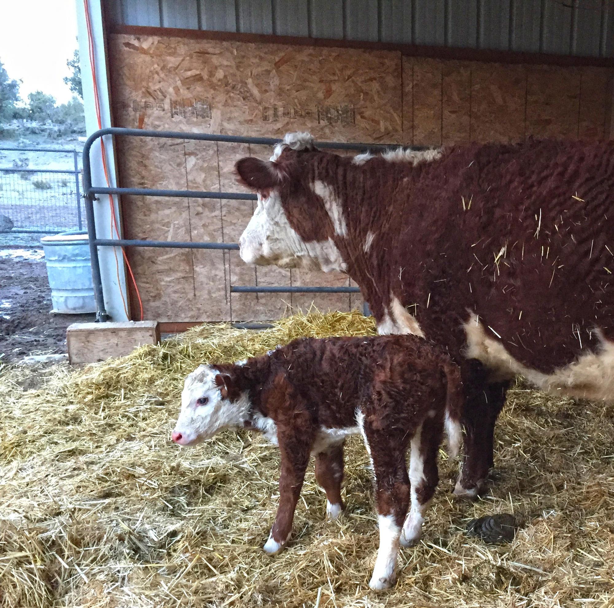 newborn calf and mother cow in barn