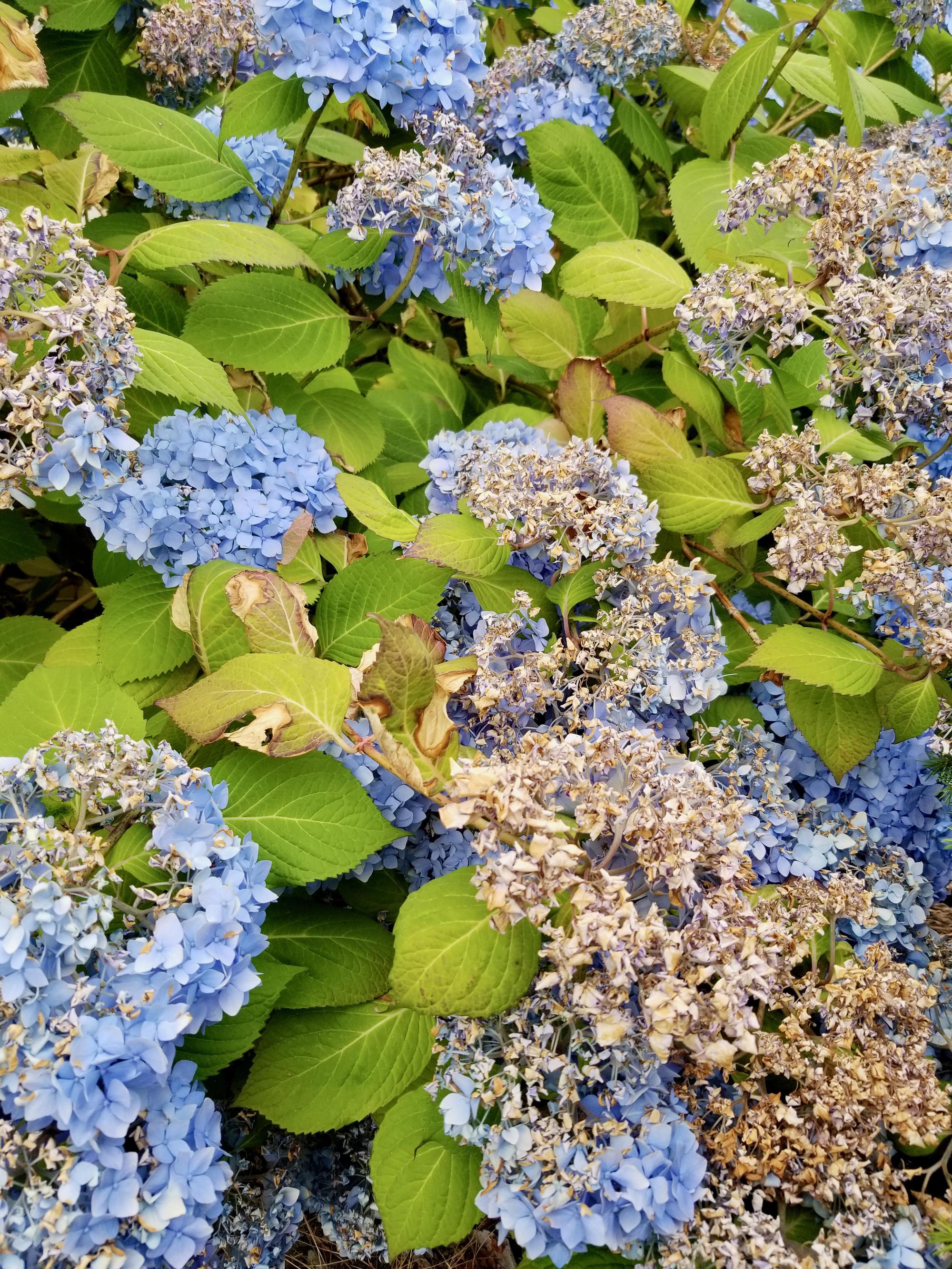 blue hydrangea blooms burned and brown