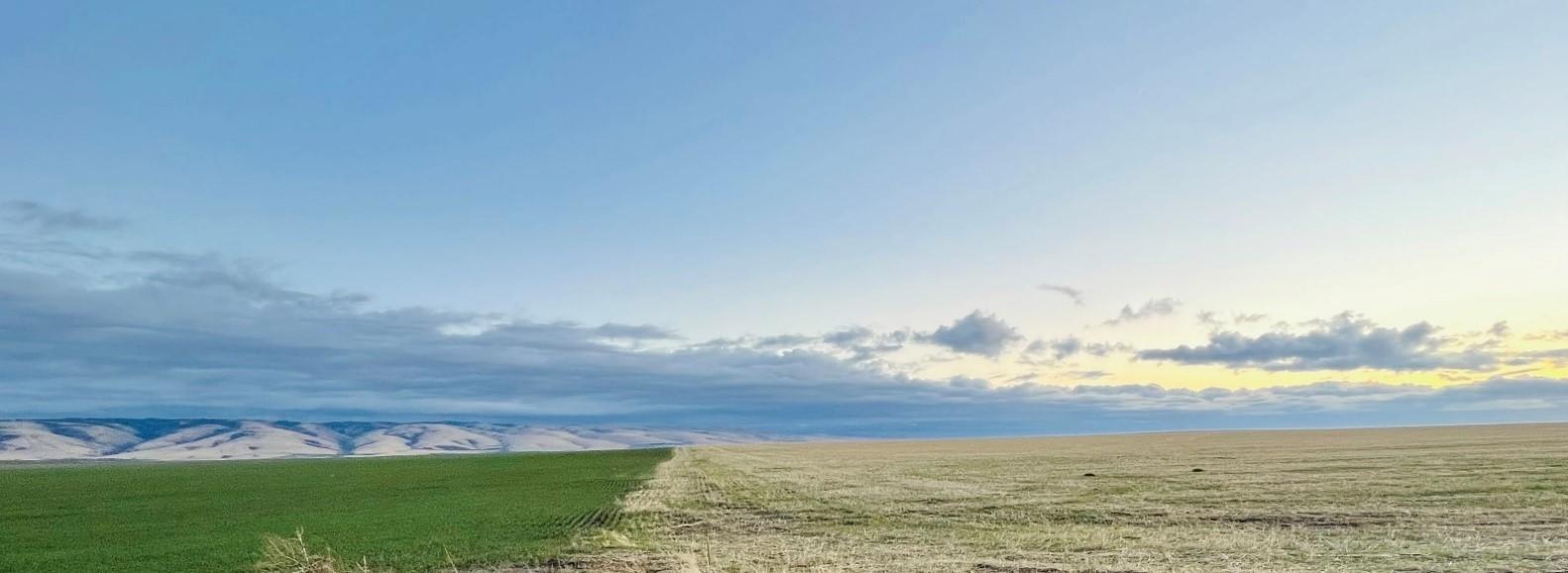 wheat field landscape