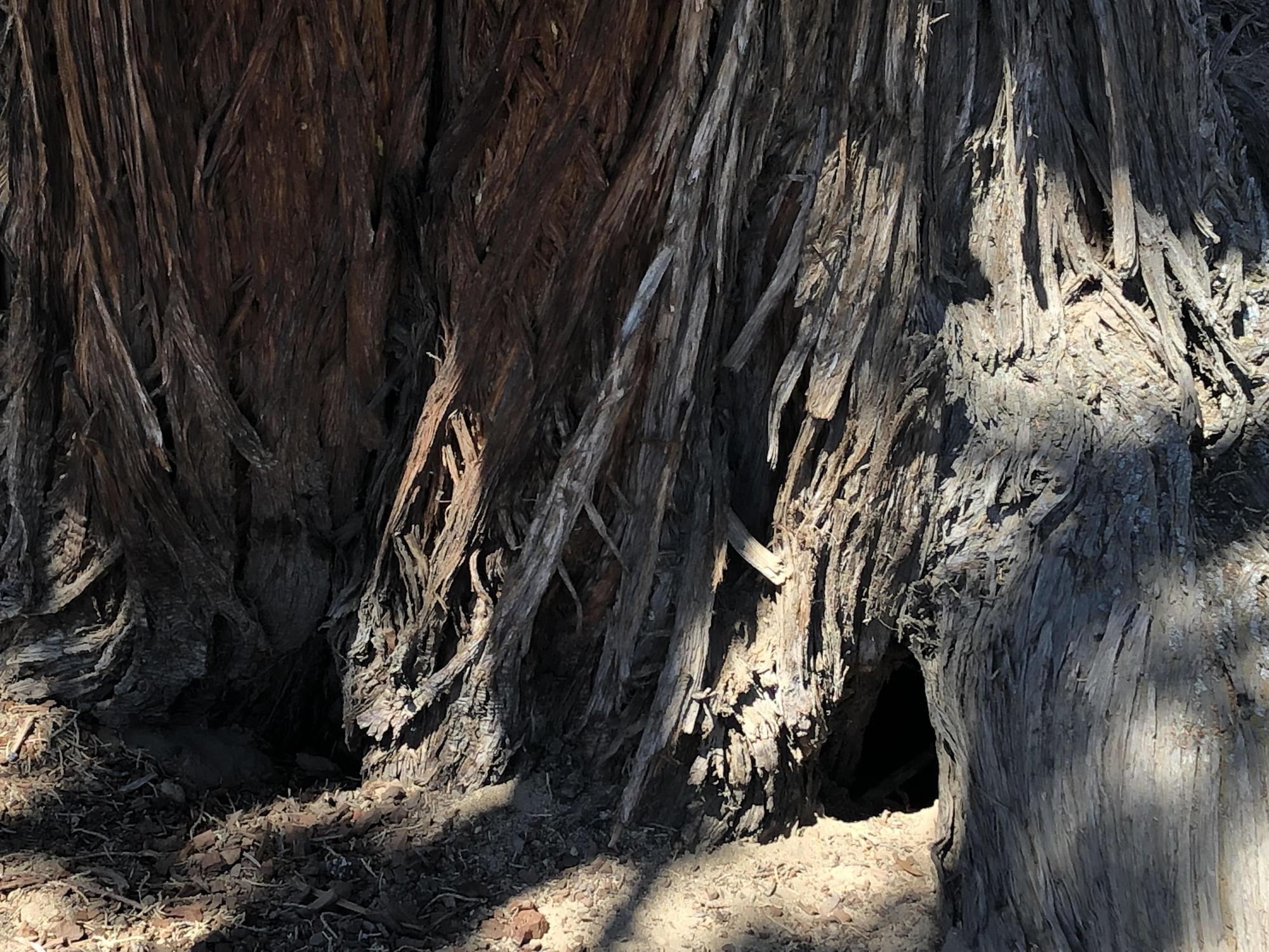 old growth juniper with squirrel den