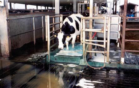 dairy cow standing in liquid