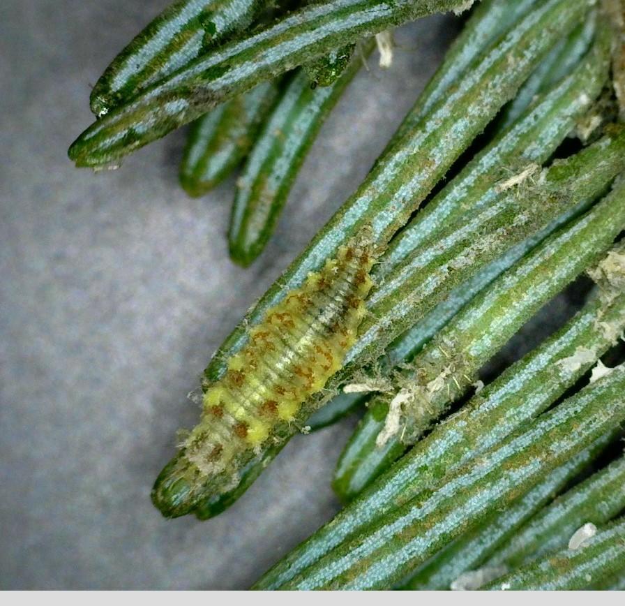 A closeup view of larvae of a green lacewing.