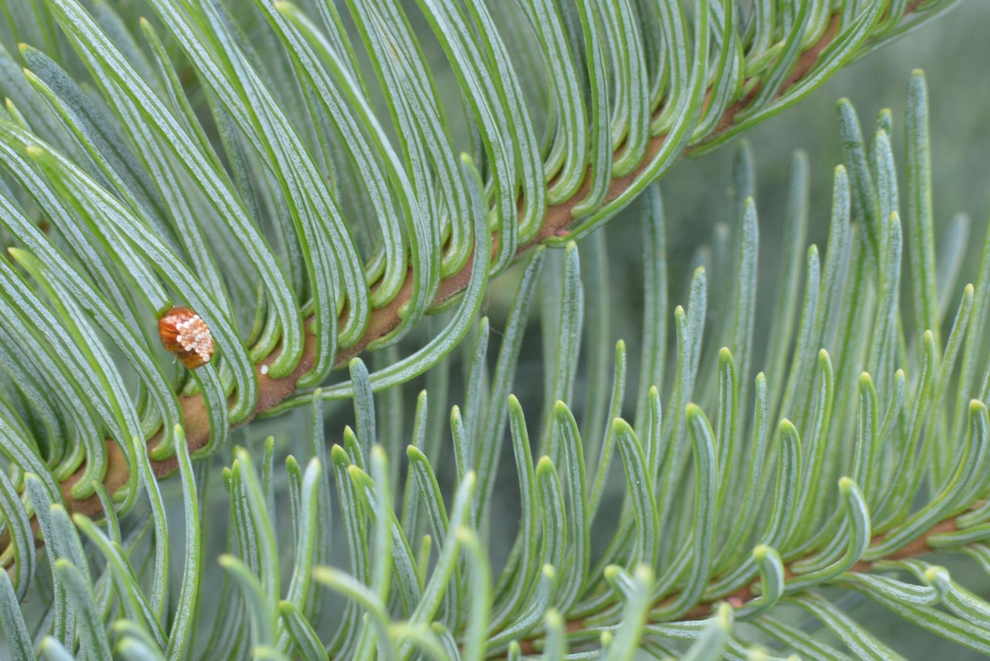 A close-up view of lady beetle eggs on a needle of a Christmas tree.