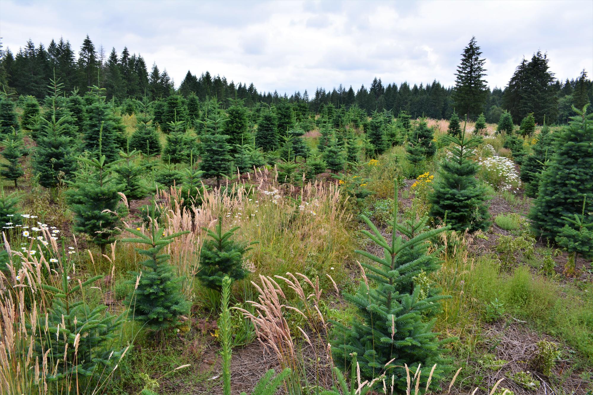 A Christmas tree farm with heavy growth of other plants between rows of trees.