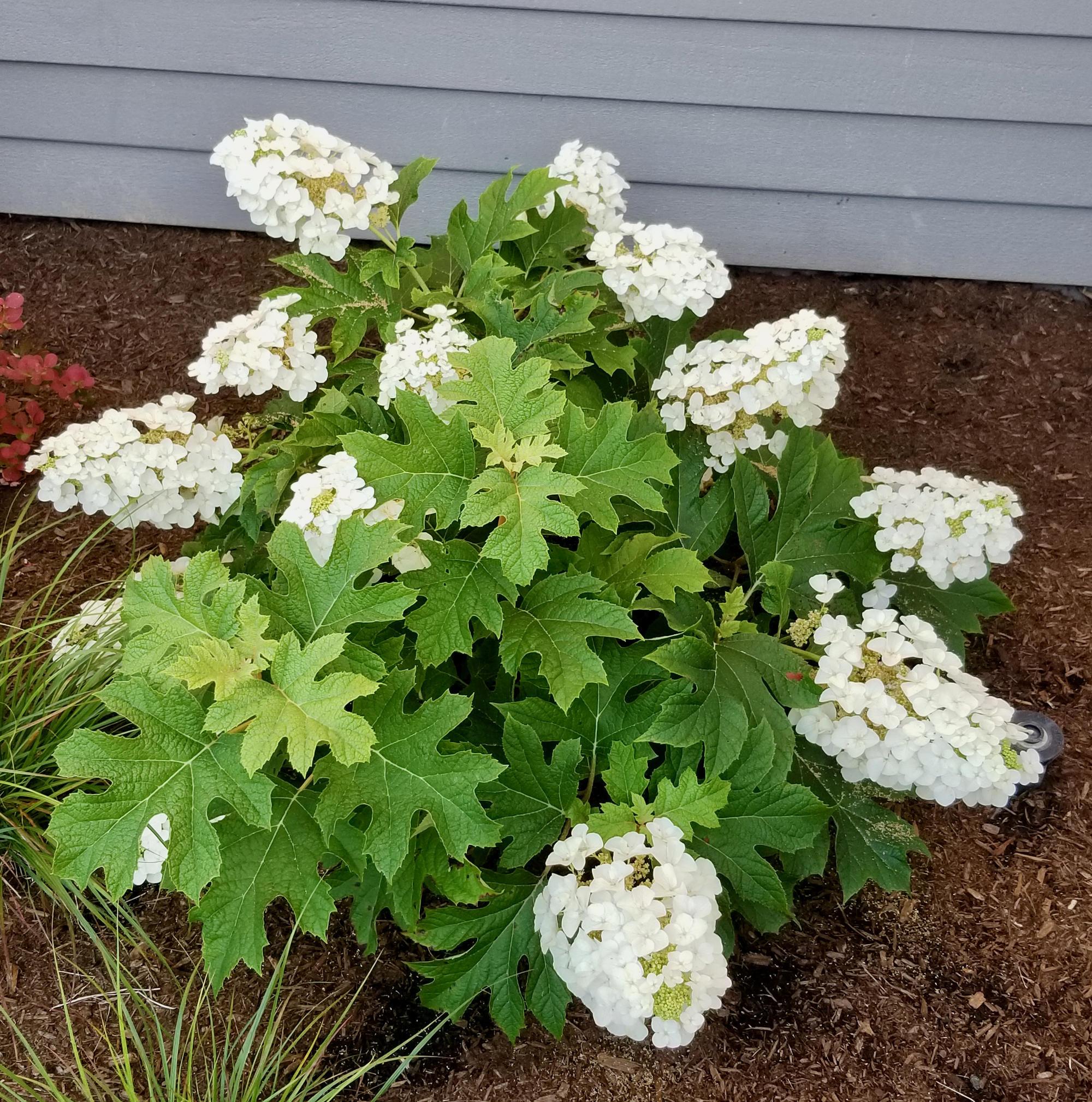 white flowers on hydrangea