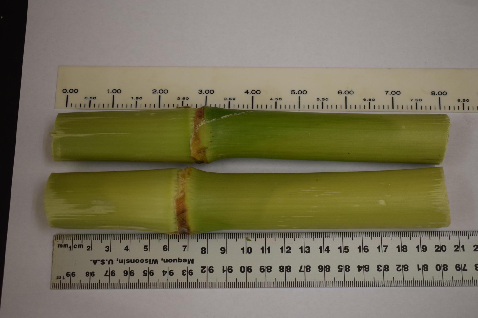 corn stalks and rulers