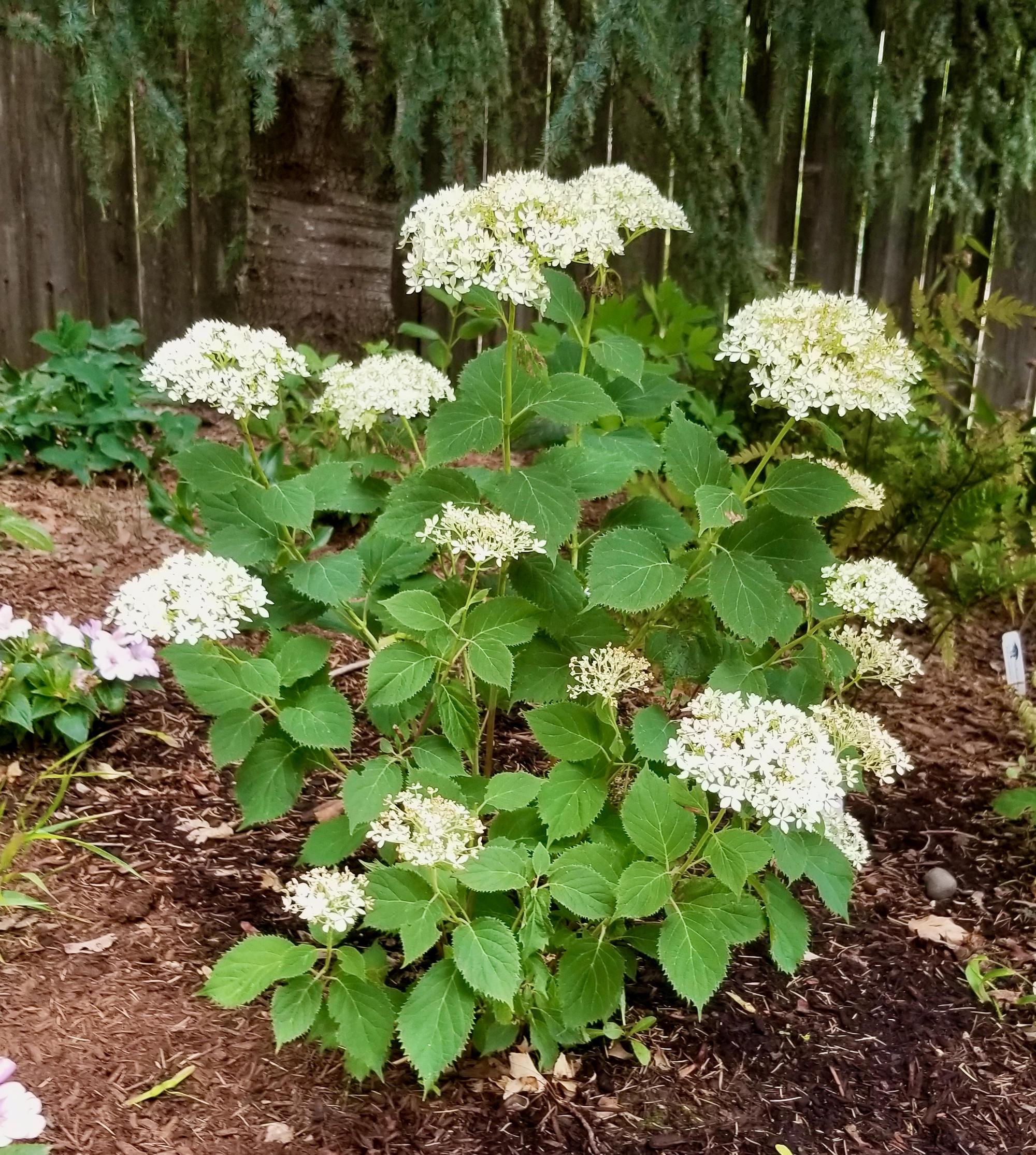hydrangea with white blooms