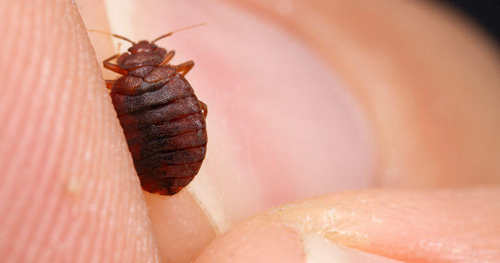adult bedbug in hand