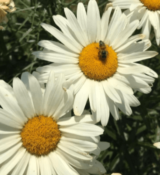 A bee sits in the middle of one of two white daisies in a close-up view.