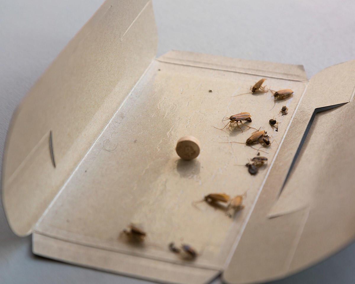 insects stuck in sticky trap