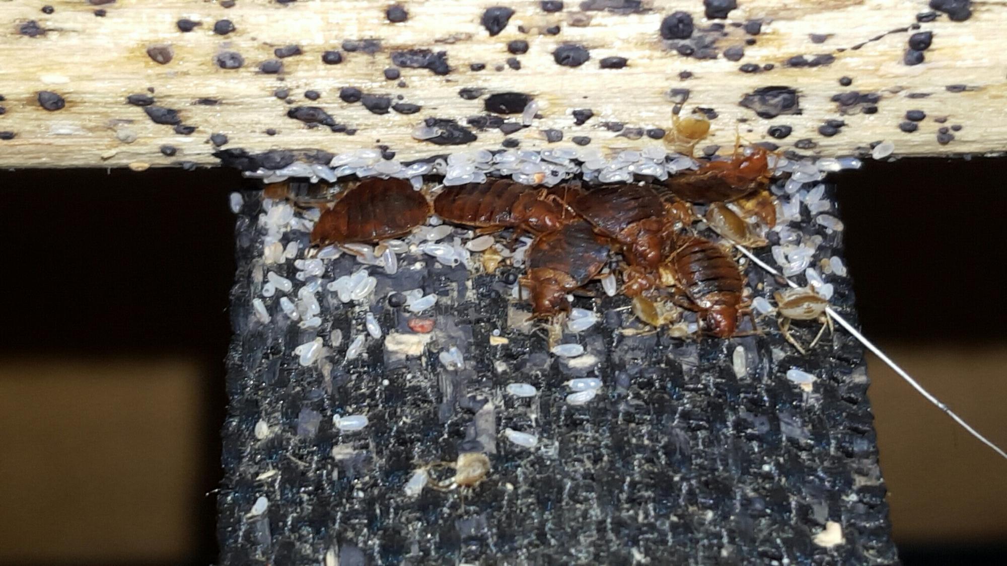 adult bed bugs and lighter colored immature stages crowd under a box spring