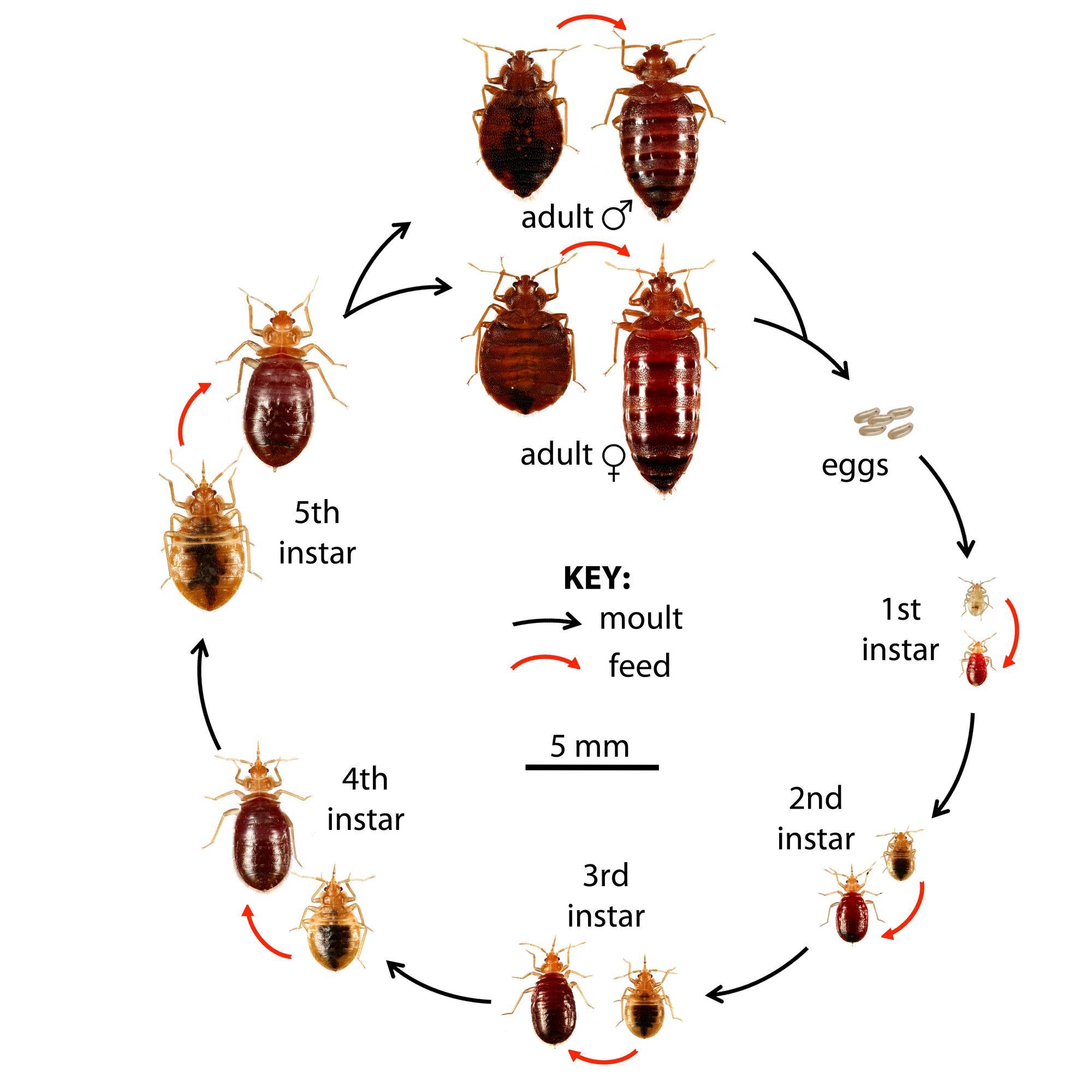 stages of bed bug including white eggs, immature forms of several sizes
