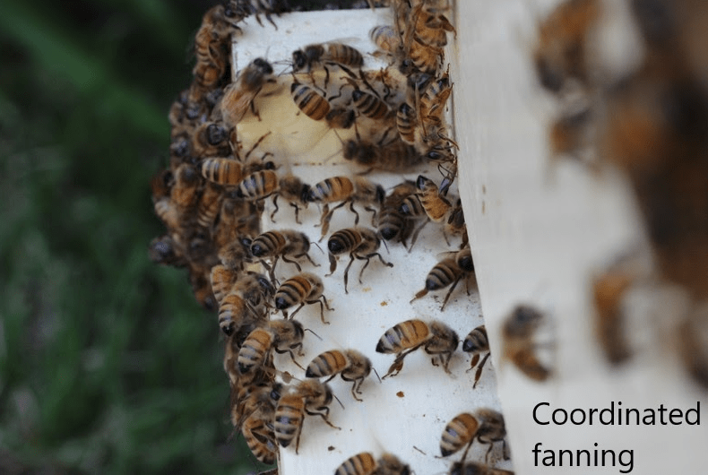 Dozens of bees shown on the outside of a bee box during coordinated fanning.