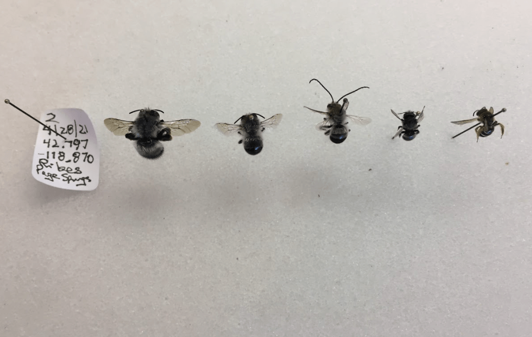 A display of five bees collected from golden currant shrubs along with a descriptive tag.