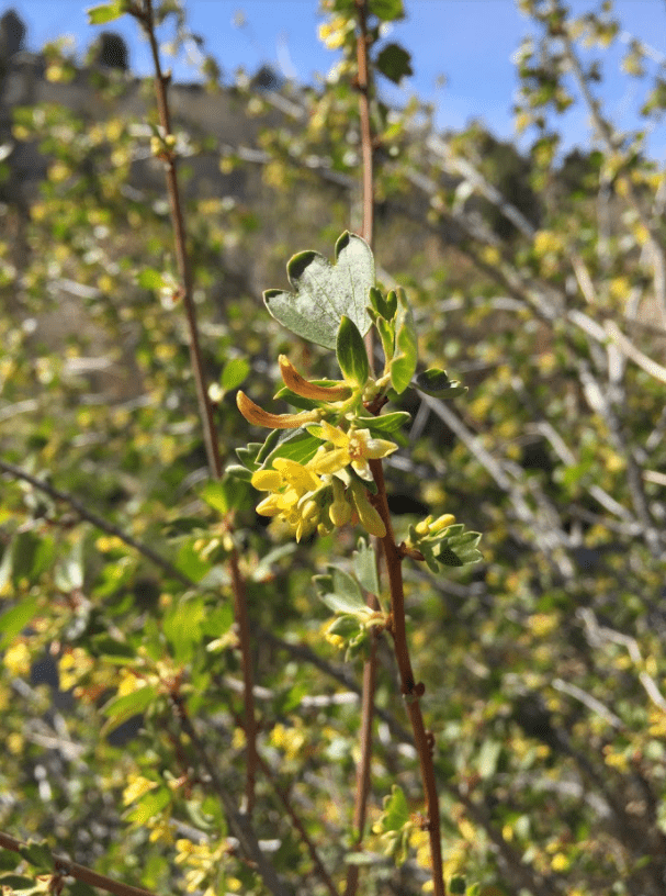 A close of the yellow flowers of a golden currant shrub.