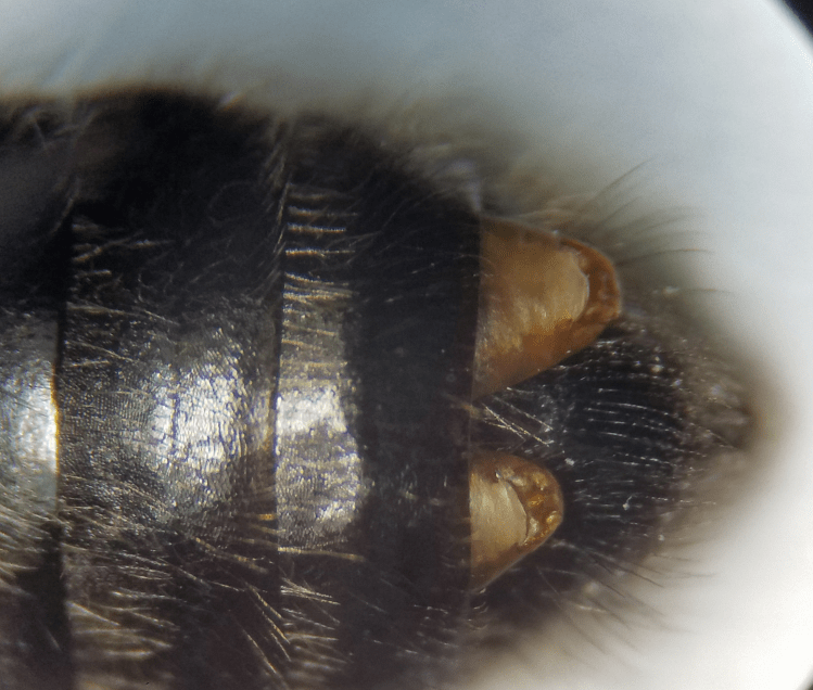 A close-up shows Strepsiptera larvae burrowed into the exoskeleton of a bee.