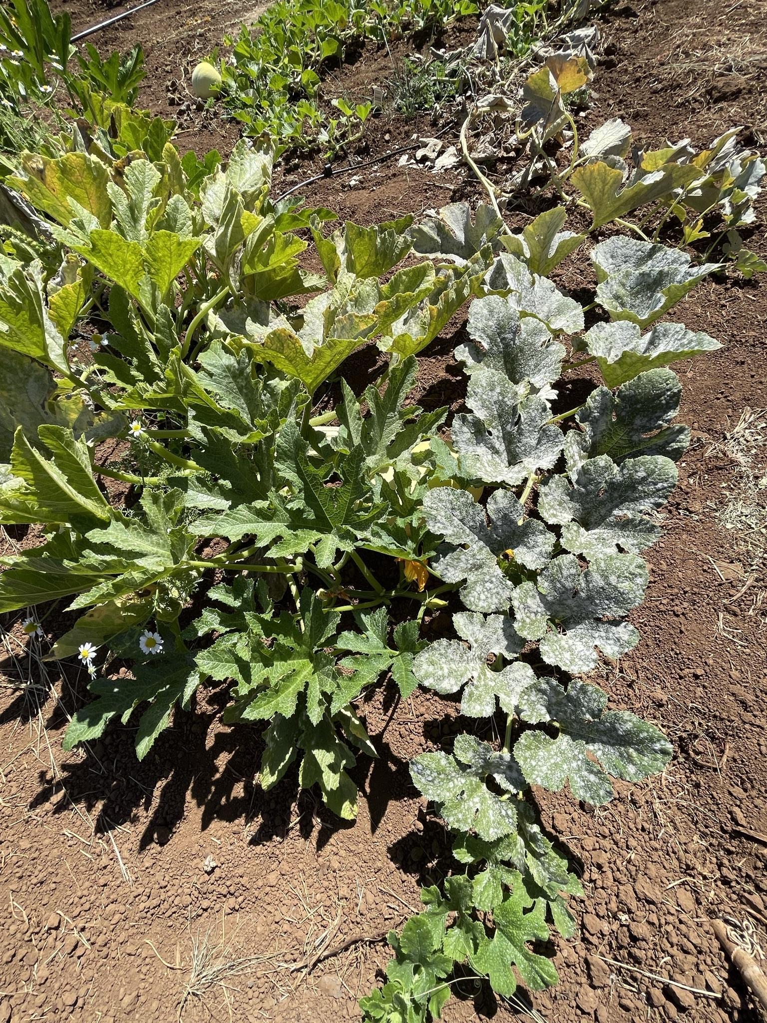 squash plant with powdery mildew