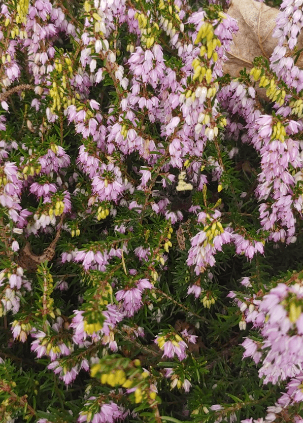 A full-frame view of a heather bush with a profusion of pink flowers.