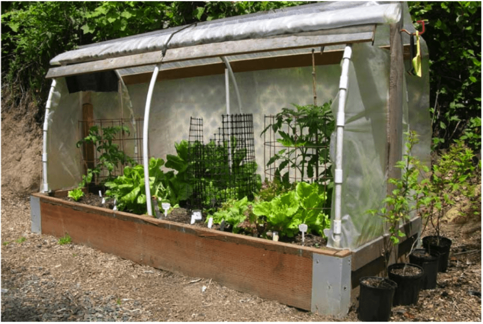 cloche growing vegetables