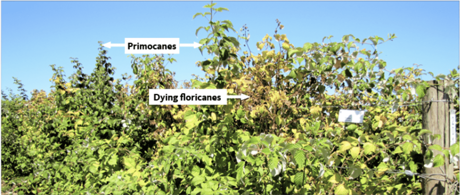 primocanes and dying floricanes