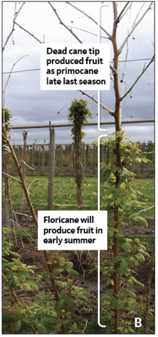 dead cane tip produced fruit as primocane late last season