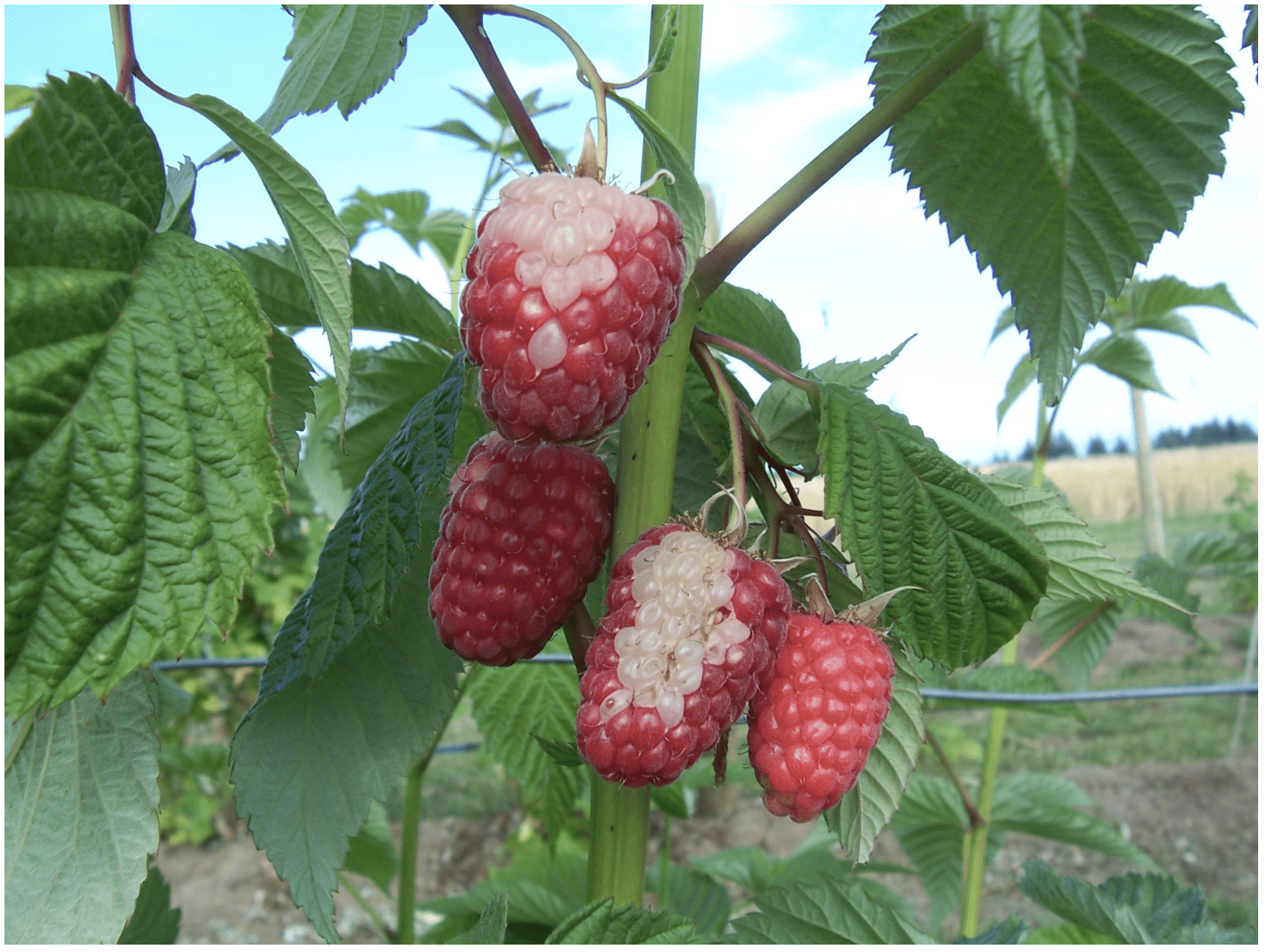 berries with sections of white drupelets