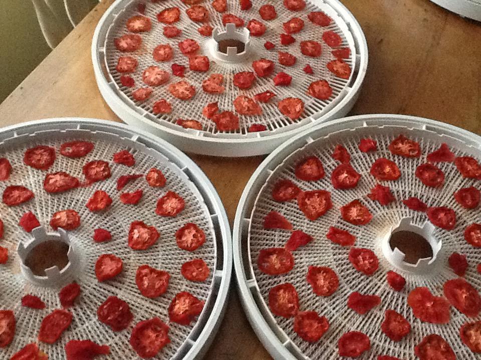 Three round dehydrator trays with dried roma tomatoes