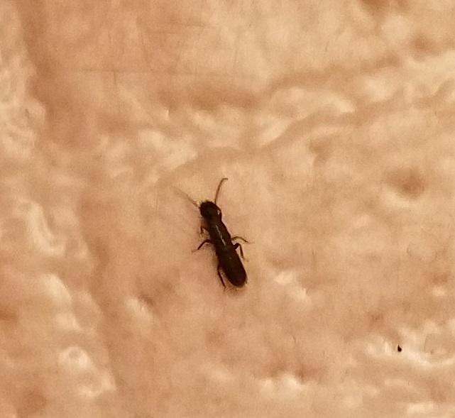 black bug on flooring