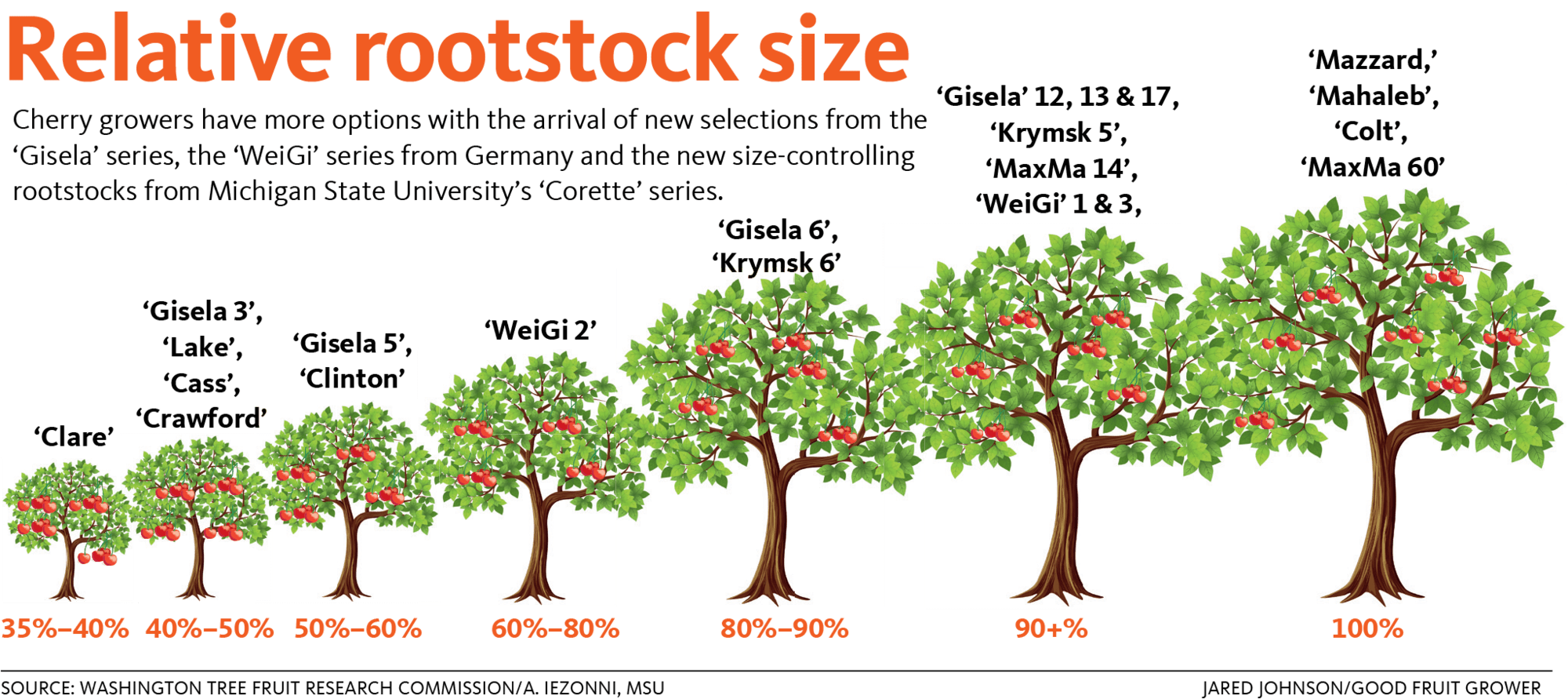 7 trees depicting range of rootstock sizes