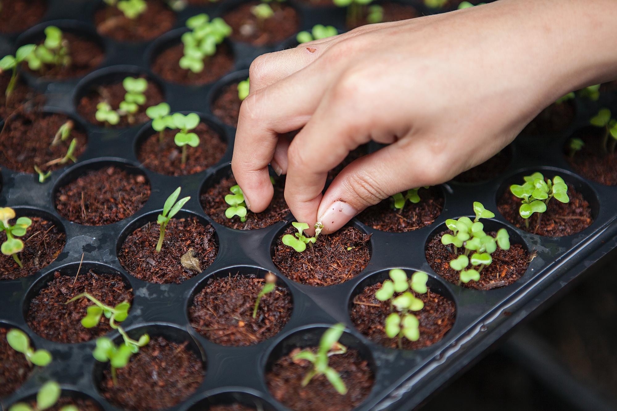 hand tending seedlings in plastic seed tray