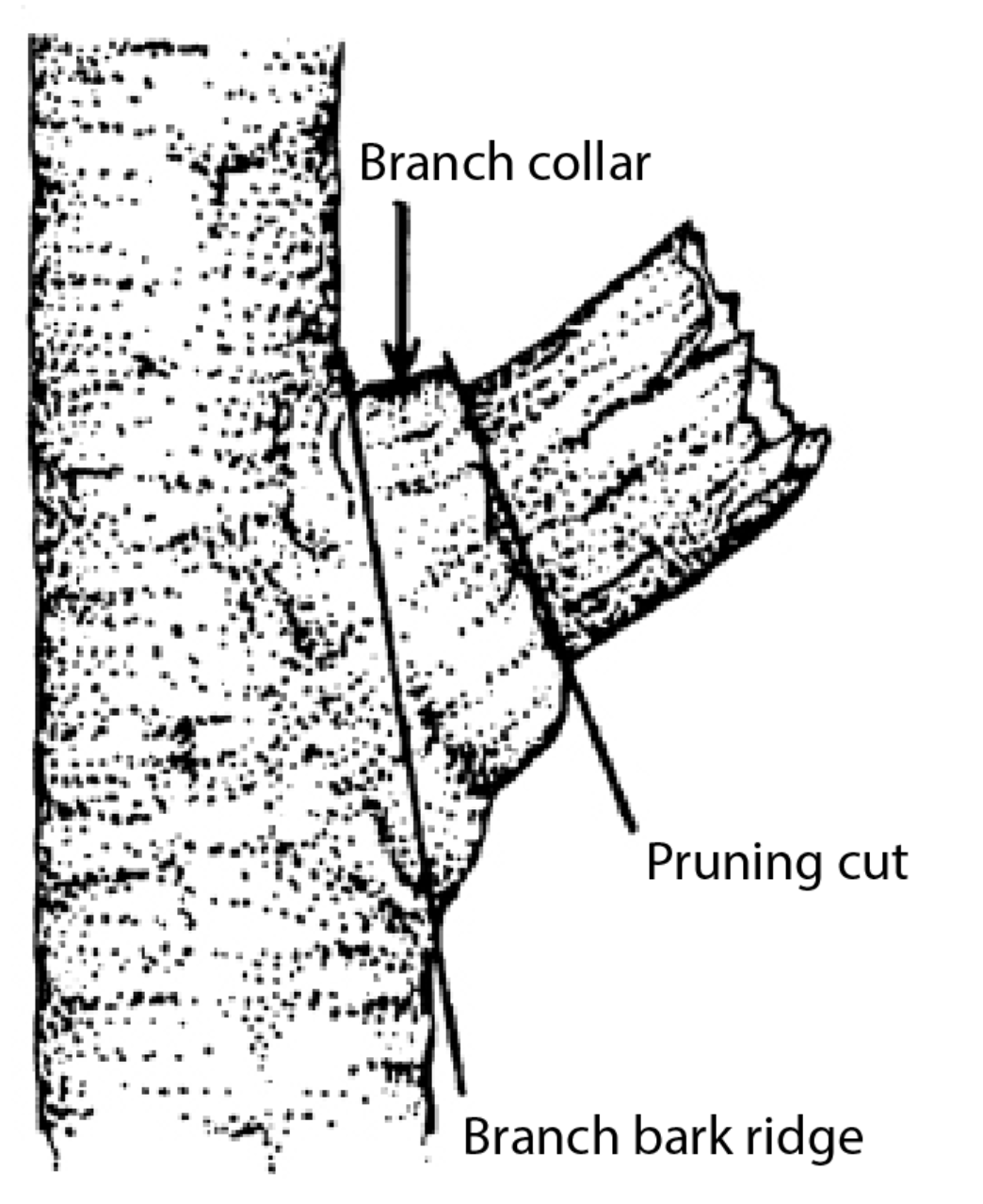 branch collar, pruning cut, branch bark ridge