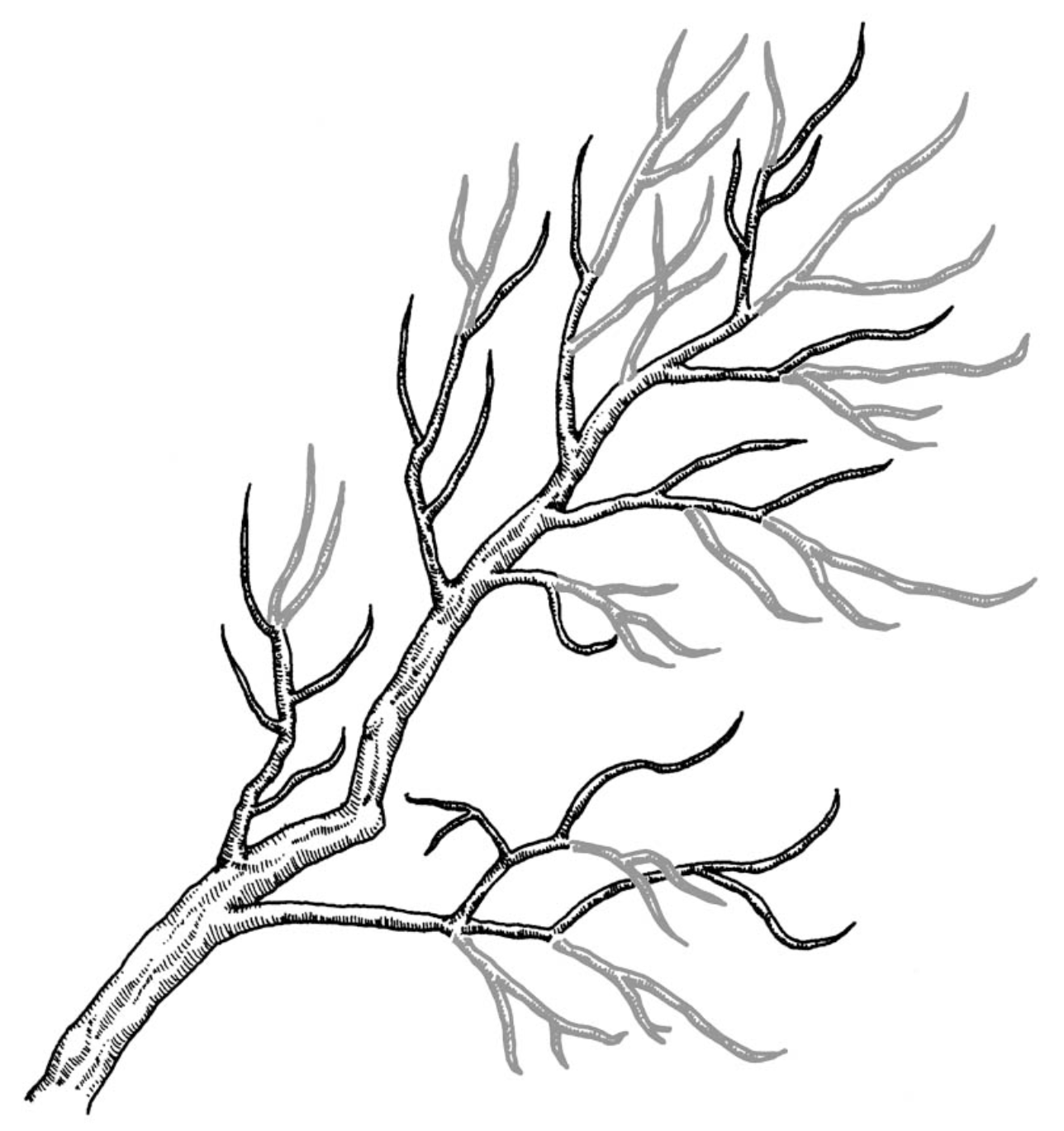 a well pruned-branch