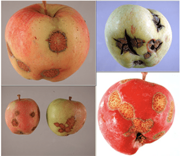 Apple scab on four apples