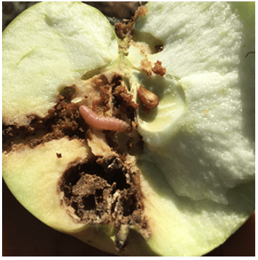codling moth in apple