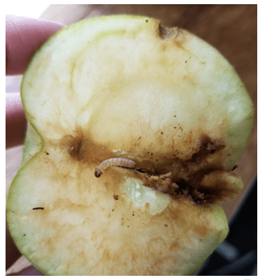 codling moth in apple core