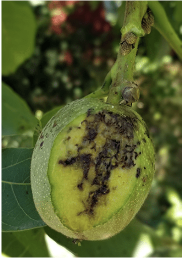 husk fly damage on walnut
